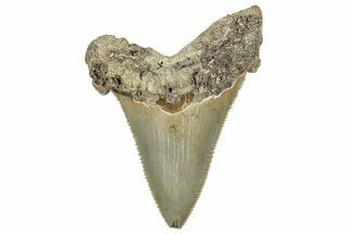 Serrated Angustidens Tooth - Megalodon Ancestor #326376