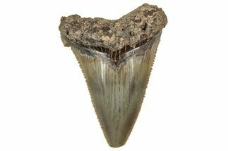 Serrated Angustidens Tooth - Megalodon Ancestor #326377