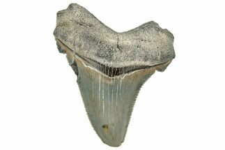 Serrated Angustidens Tooth - Megalodon Ancestor #326381