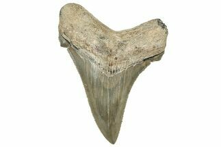 Serrated Angustidens Tooth - Megalodon Ancestor #326382