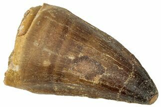Fossil Mosasaur (Prognathodon) Tooth - Morocco #326418