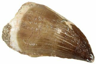 Fossil Mosasaur (Prognathodon) Tooth - Morocco #326442