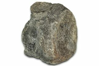 Fossil Dinosaur Vertebra Centrum - Montana #326471