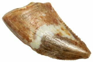 Serrated, Dromaeosaurid Theropod Dinosaur Tooth - Montana #326489