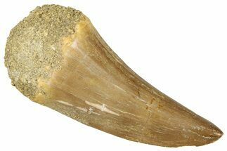 Fossil Mosasaur (Hainosaurus) Tooth - Morocco #326506