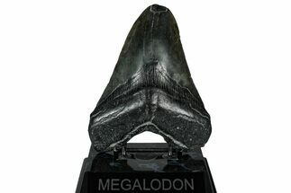 Fossil Megalodon Tooth - South Carolina #326526