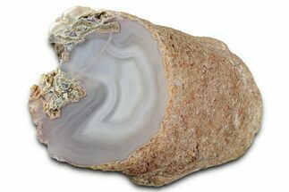 Agate Replaced Petrified Wood Limb Cast - Nevada #326680