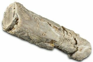 Petrified Wood For Sale