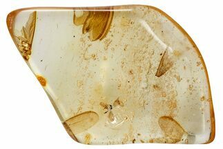 Polished Colombian Copal ( g) - Contains Termite Wings! #326732