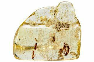 Polished Colombian Copal ( g) - Contains Termites! #326742