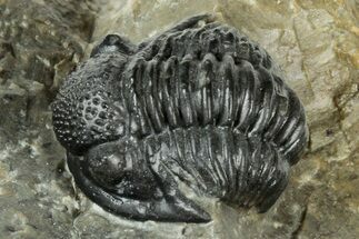 Detailed Proetid (Gerastos) Trilobite Fossil - Morocco #325854