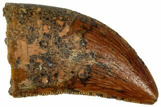 Serrated, Baby Carcharodontosaurus Tooth - Morocco #326826
