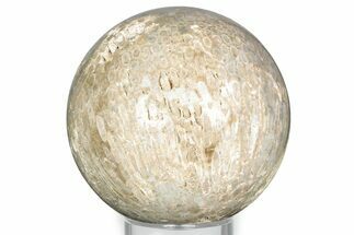 Polished Agatized Fossil Coral Sphere - Indonesia #326839