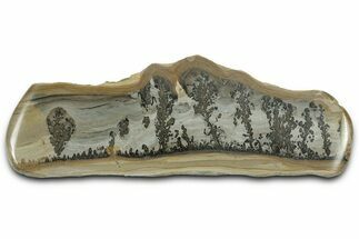 Triassic Aged Stromatolite Fossil - England #327011