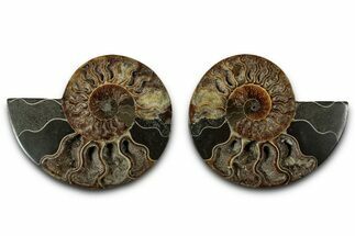 Cut & Polished, Agatized Ammonite Fossil - Madagascar #318104