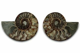 Cut & Polished, Agatized Ammonite Fossil - Madagascar #318105