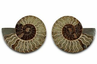 Cut & Polished, Agatized Ammonite Fossil - Madagascar #318109
