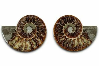 Cut & Polished, Agatized Ammonite Fossil - Madagascar #318110
