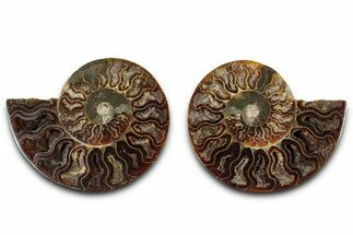 Cut & Polished, Agatized Ammonite Fossil - Madagascar #318112