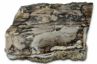 Polished Petrified Wood (Schinoxylon) Section - Blue Forest #326696