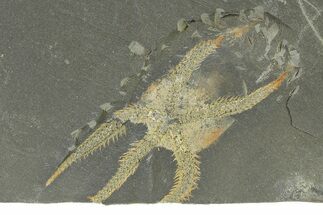 Ordovician Brittle Star (Ophiura) - Morocco #327191