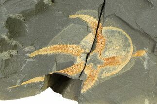 Ordovician Brittle Star (Ophiura) - Morocco #327197