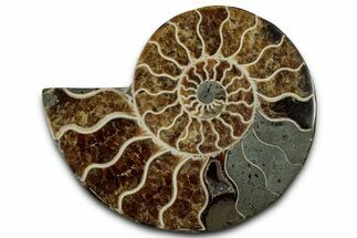 Cut & Polished Ammonite Fossil (Half) - Madagascar #318076