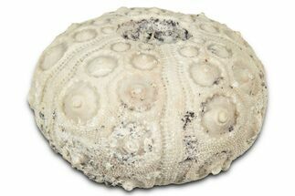 Jurassic Fossil Echinoid (Acrosalenia) - Morocco #327209