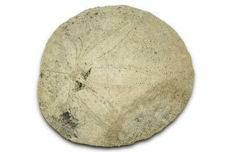 Pliocene Sand Dollar (Dendraster) Fossil - California #327226
