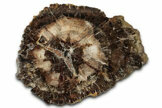 Beautiful Petrified Wood (Araucaria) Round - Madagascar #327321