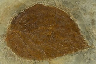 Fossil Leaf (Beringiaphyllum) - Montana #327219