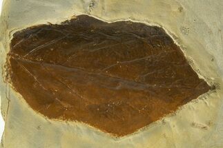 Fossil Leaf (Beringiaphyllum) - Montana #327220