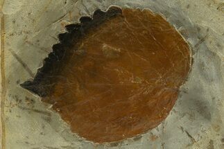 Fossil Leaf (Davidia) - Montana #327222