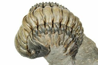 Curled Crotalocephalina Trilobite - Atchana, Morocco #327545