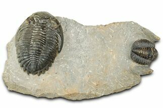 Hollardops Trilobite Fossil With Cornuproetus - Ofaten, Morocco #327548
