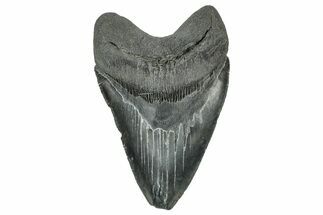 Serrated, Fossil Megalodon Tooth - South Carolina #327549