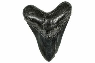 Fossil Megalodon Tooth - South Carolina #327557