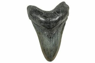 Fossil Megalodon Tooth - South Carolina #327565