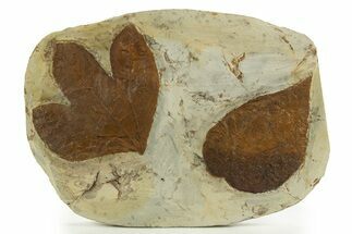Wide Plate with Two Fossil Leaves (Two Species) - Montana #327183