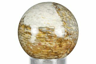 Polished Petrified Palm Wood Sphere - Indonesia #327414