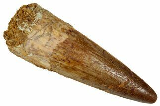 Fossil Spinosaurus Tooth - Real Dinosaur Tooth #327600