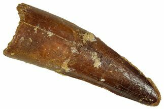 Fossil Spinosaurus Tooth - Real Dinosaur Tooth #327602