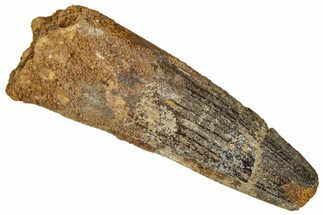 Fossil Spinosaurus Tooth - Real Dinosaur Tooth #327634