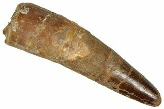 Fossil Spinosaurus Tooth - Real Dinosaur Tooth #327635