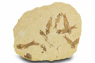 Fossil Fish (Knightia) Mortality Plate - Wyoming #327759