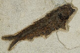 Detailed Fossil Fish (Knightia) - Wyoming #327808