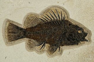 Premium Specimens For Sale