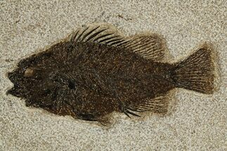 Detailed Fossil Fish (Cockerellites) - Wyoming #327816
