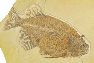 Fish Fossils For Sale