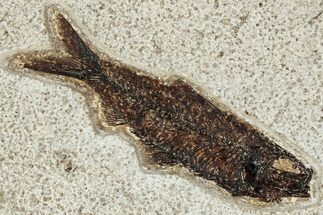 Detailed Fossil Fish (Knightia) - Wyoming #327828